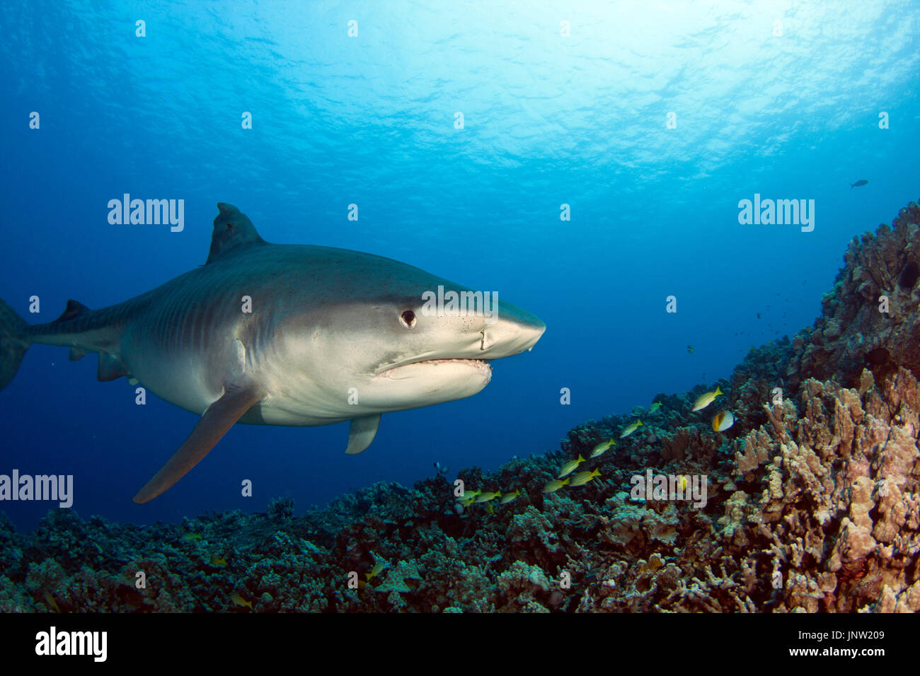 Tiger Shark in Hawaii Foto Stock