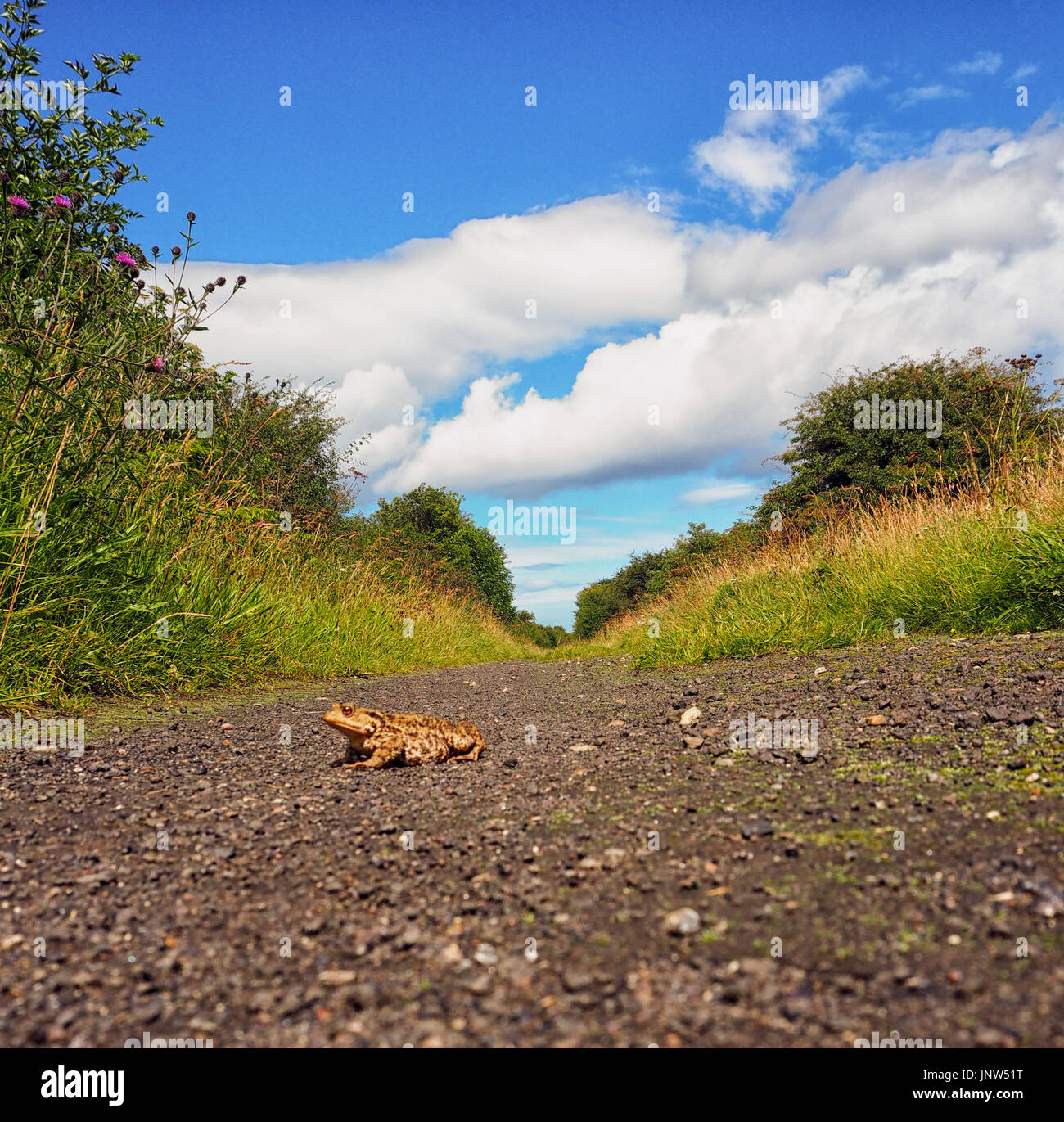 Una rana attraversare una strada Foto Stock