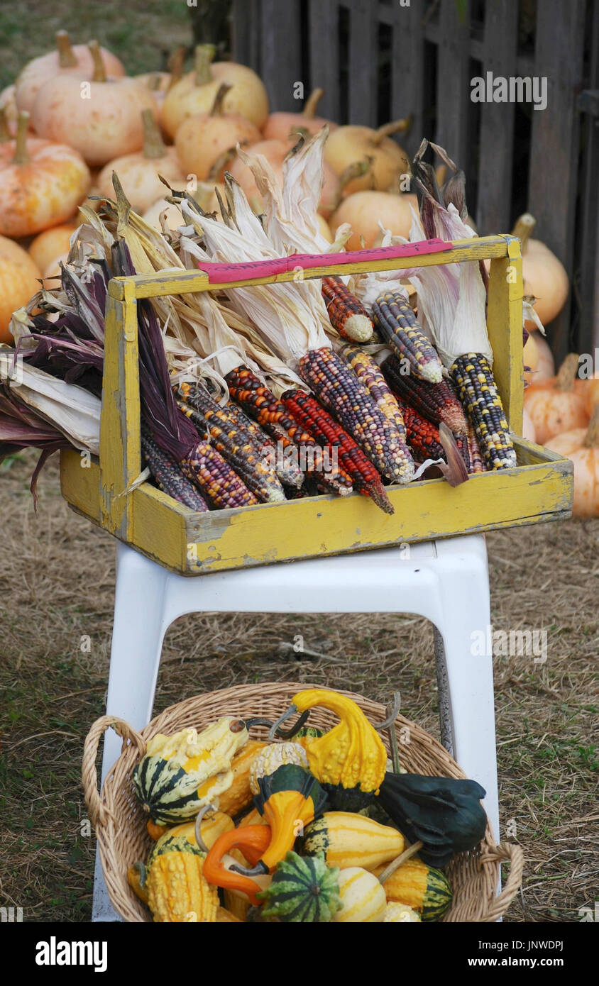 Autumn harvest mais Indiano, zucche e zucche sul display al Farmstand Foto Stock