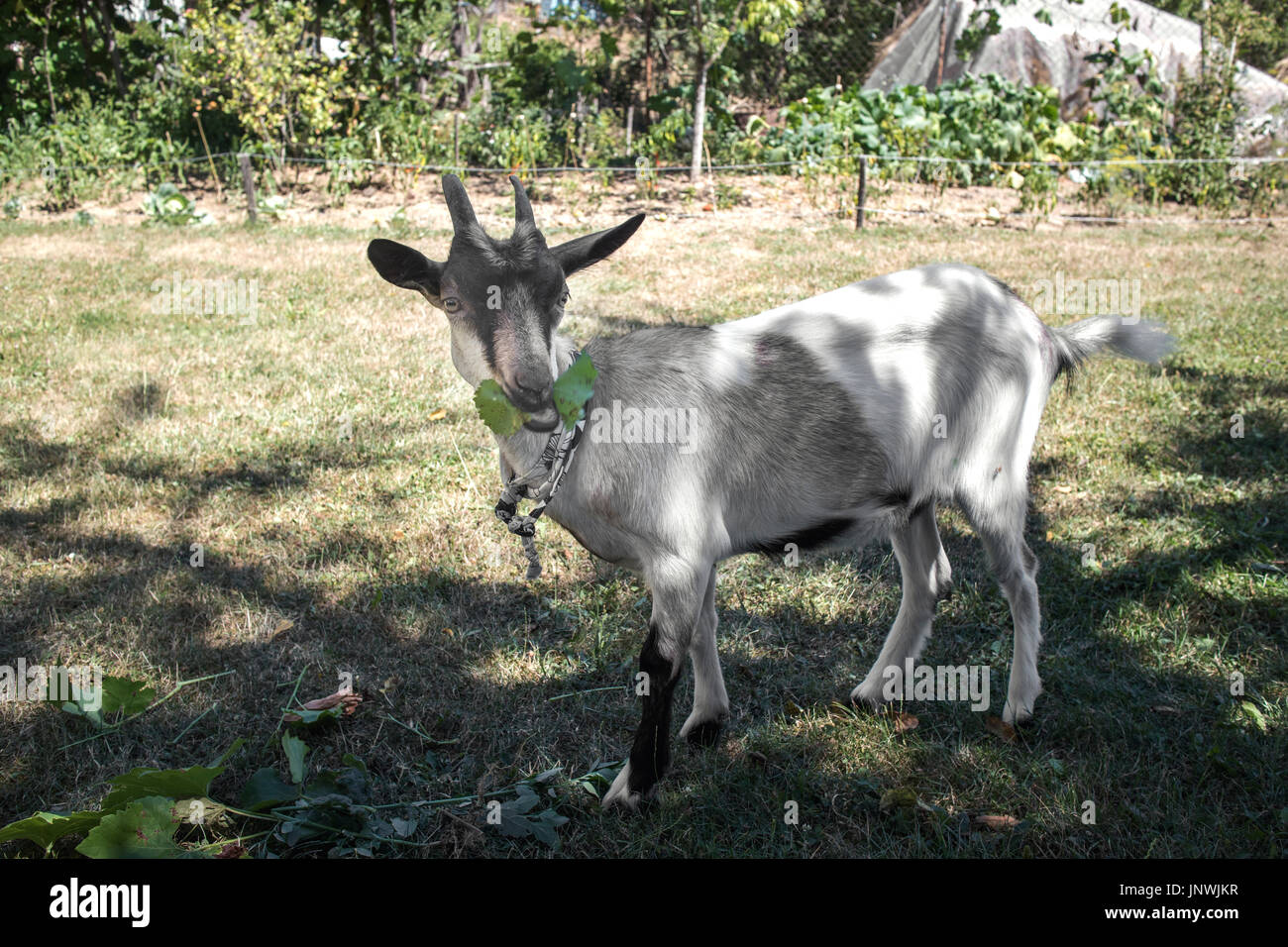 Mangiare capra brunch, close up Foto Stock