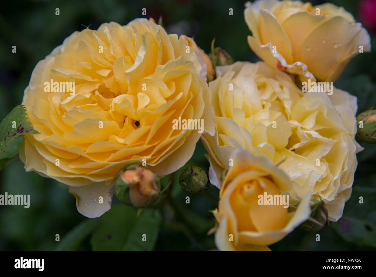 Fioritura giallo arancione rose inglesi nel giardino in una giornata di sole. Rose Graham Thomas Foto Stock