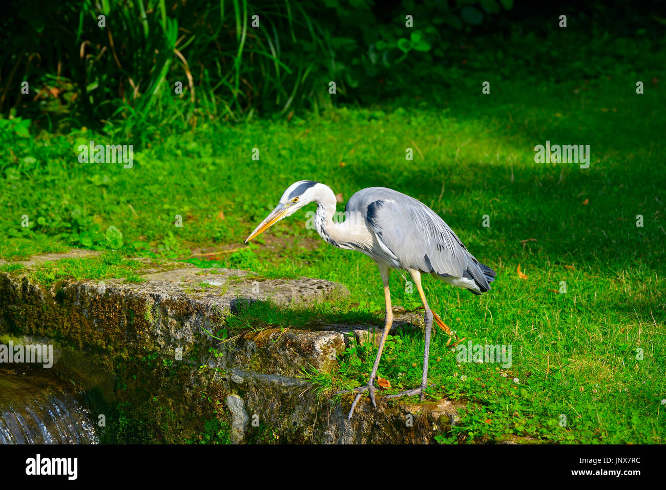 Heron sulla riva del torrente nel bellissimo parco Foto Stock