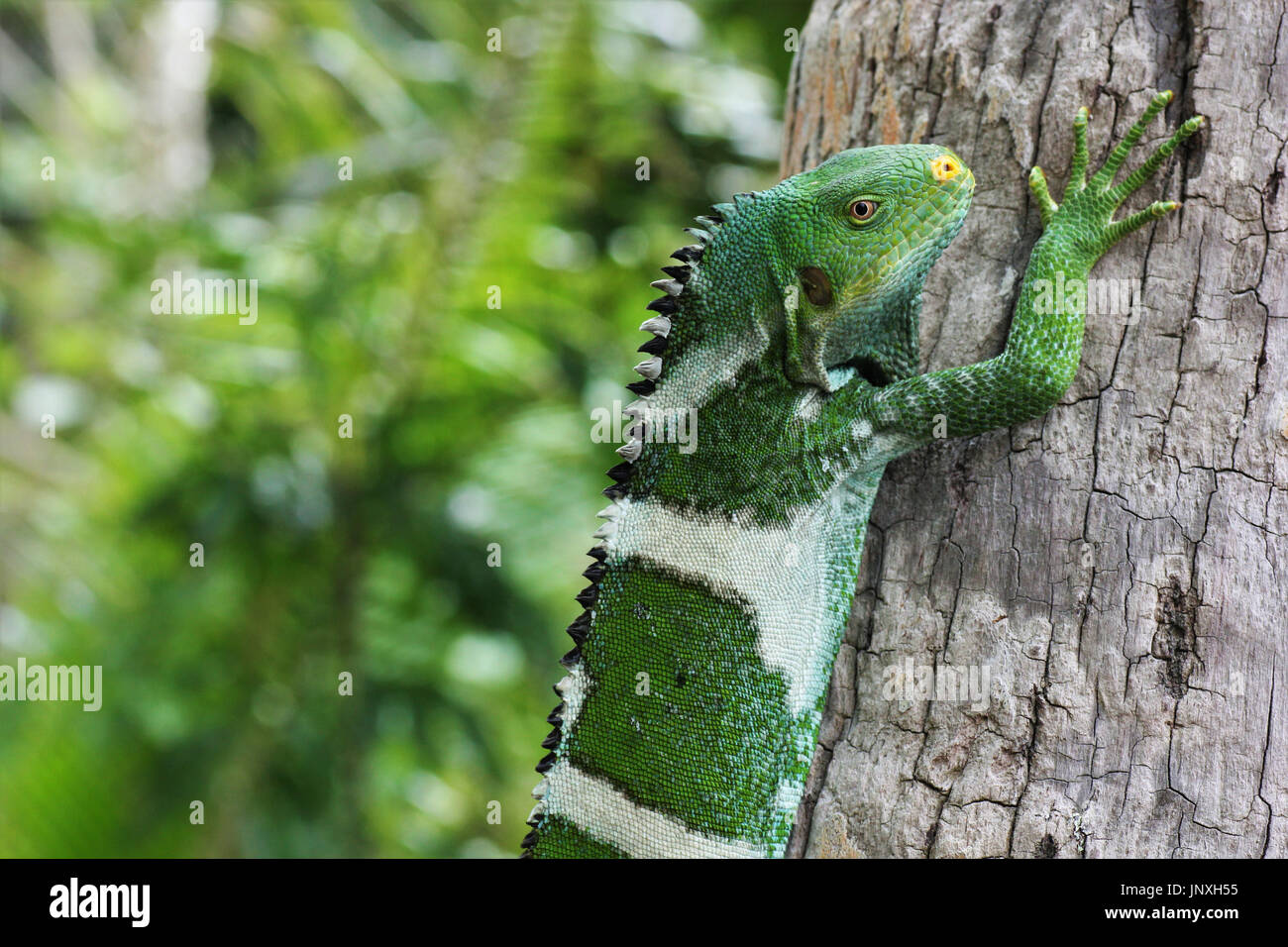 Un maschio di Fiji Crested Iguana appollaiato su un albero Foto Stock