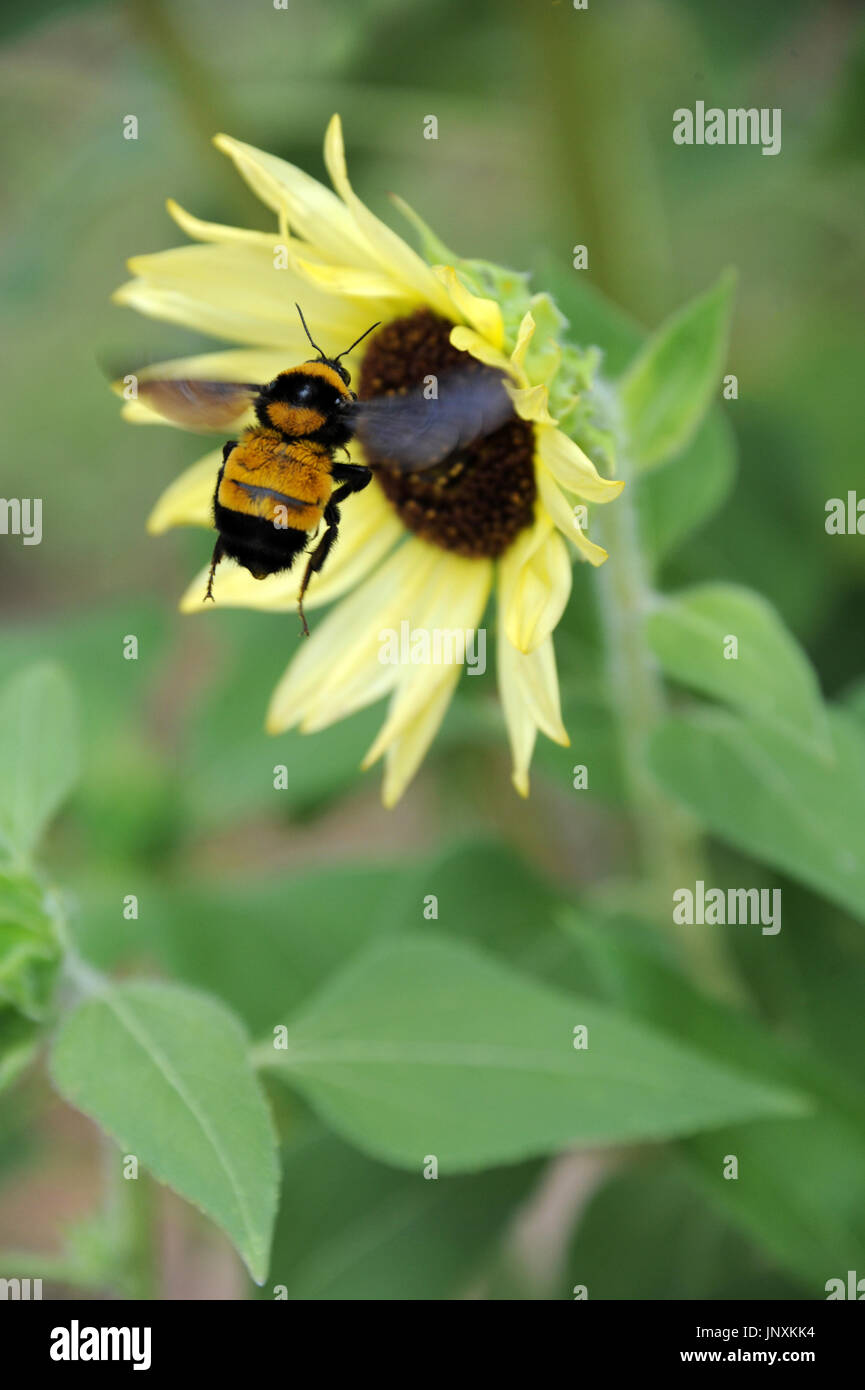 I girasoli e i bombi Foto Stock