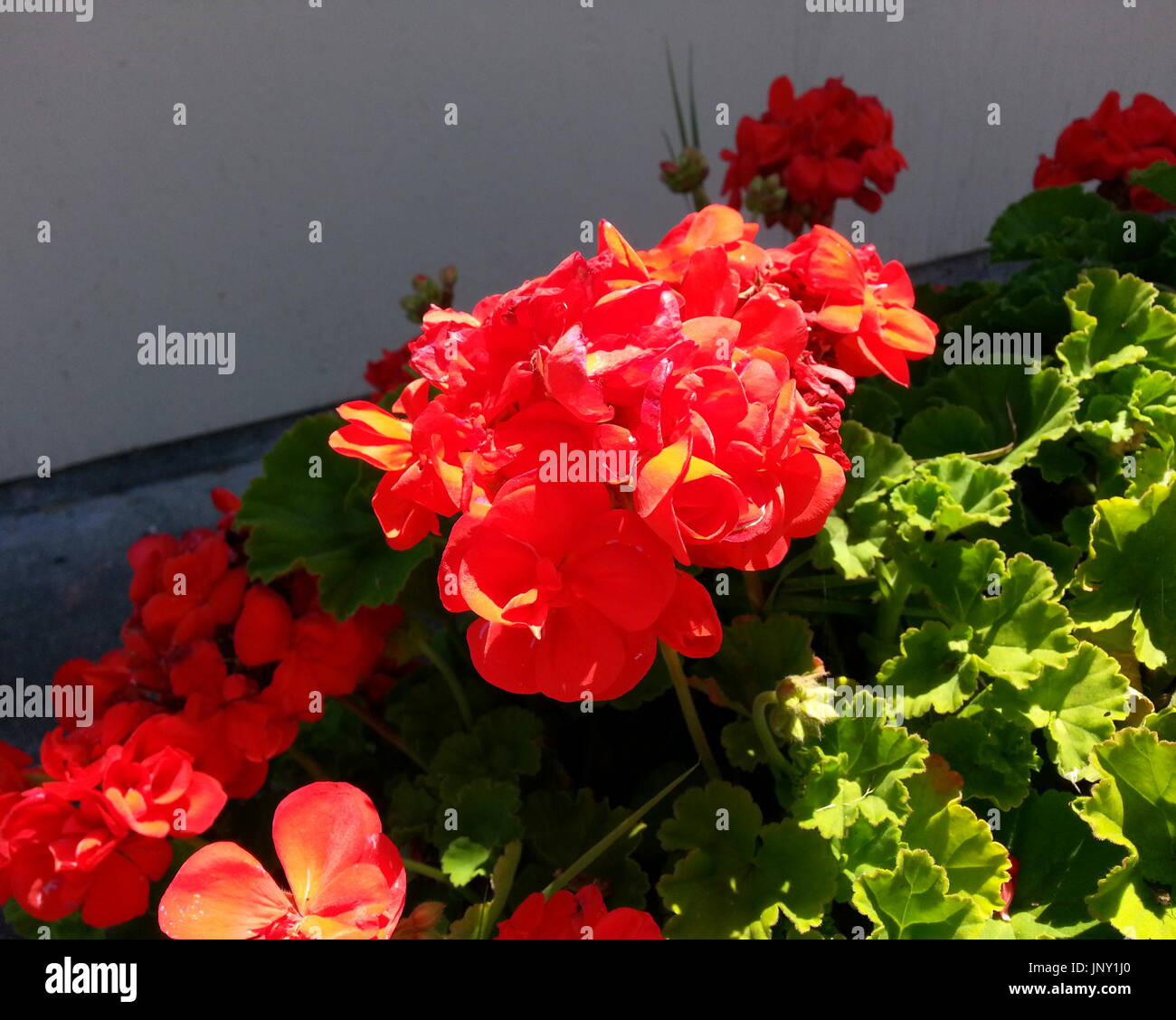 Rosso Arancio Fiori Foto Stock