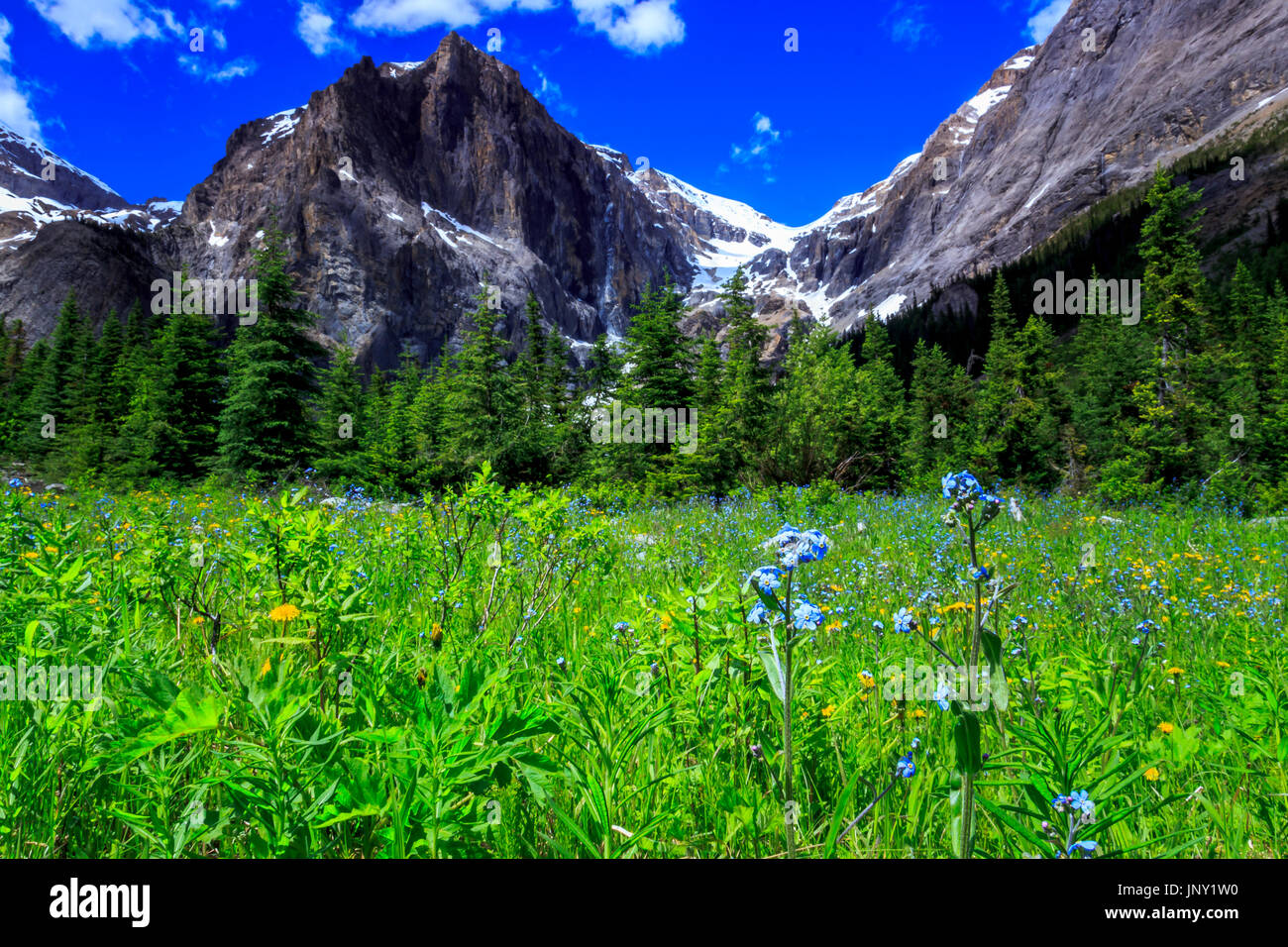 Dimenticare alpino fiore Foto Stock