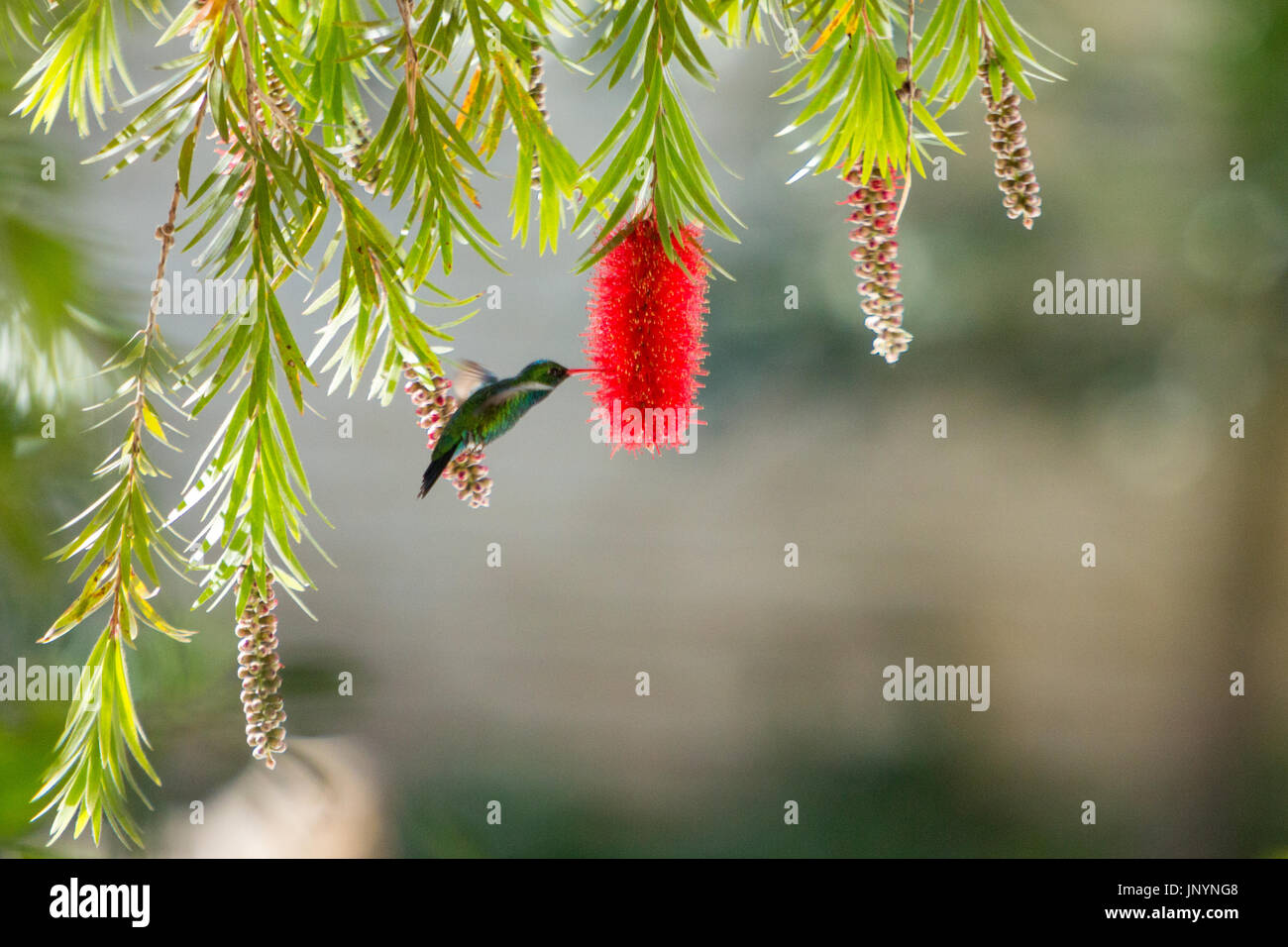 Asuncion in Paraguay. Il 30 luglio, 2017. Una scintillante di ventre (smeraldo lucidus Chlorostilbon) hummingbird hovering in volo mentre si alimenta il nettare da un pianto scovolino da bottiglia (Melaleuca viminalis) fiore, è visto durante la giornata di sole in Asuncion in Paraguay. © Andre M. Chang/ARDUOPRESS/Alamy Live News Foto Stock