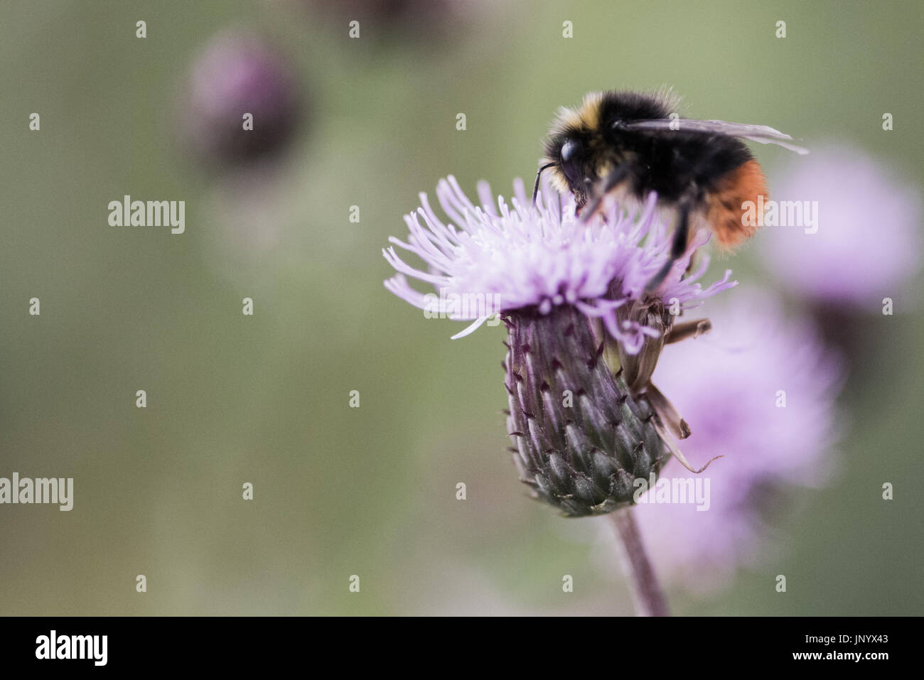 Glasgow, Regno Unito. 31 lug 2017. Regno Unito Meteo. Le api raccolgono il polline di fiori di cardo dal lato della strada Credito: Tony Clerkson/Alamy Live News Foto Stock