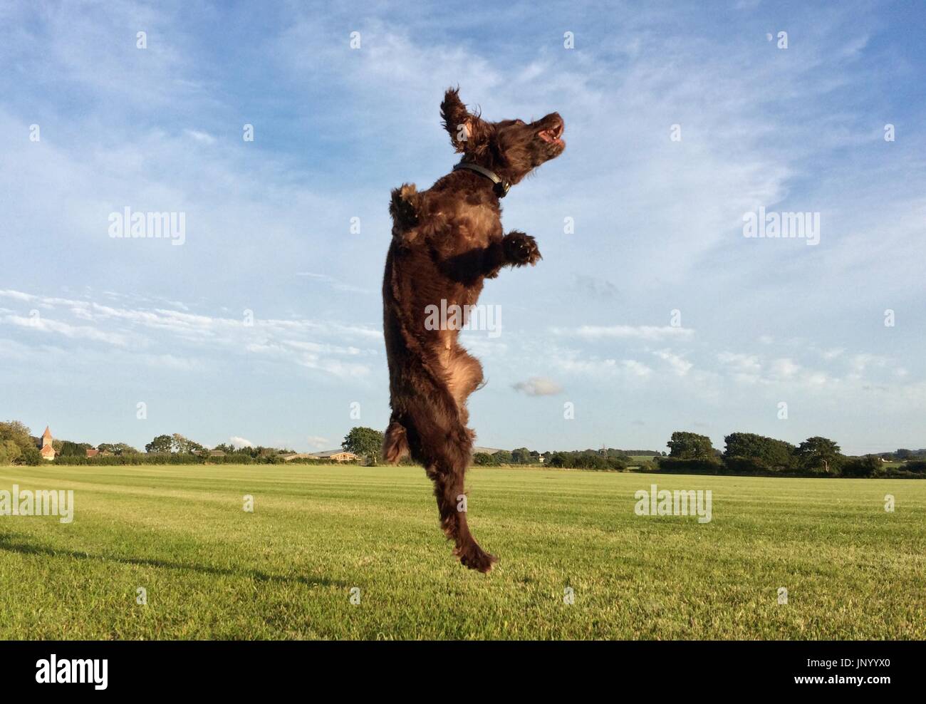 Mature, East Sussex. Il 31 luglio 2017. Regno Unito Meteo. Cocker Spaniel salto per una sfera su un soleggiato fine a luglio in East Sussex. Credito: Peter Cripps/Alamy Live News Foto Stock
