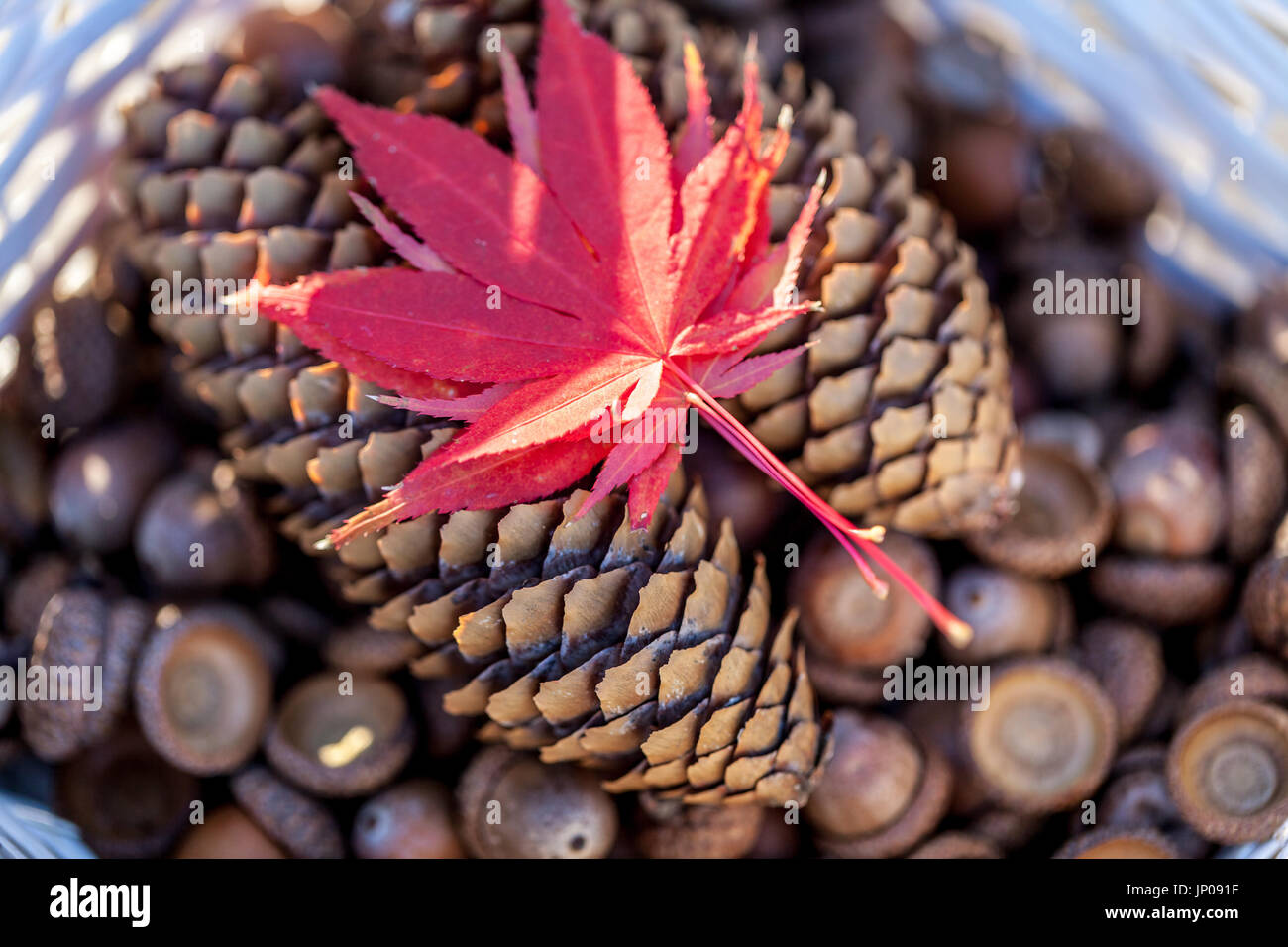 Brown pigne, ghiande e autunno foglie di acero in un cesto bianco fuoco selettivo Foto Stock