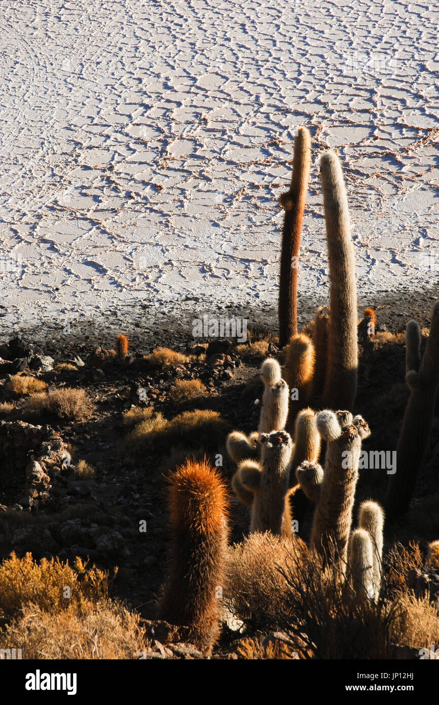 Isla del pescado (pesce isola), Uyuni saline, Bolivia, Sud America Foto Stock