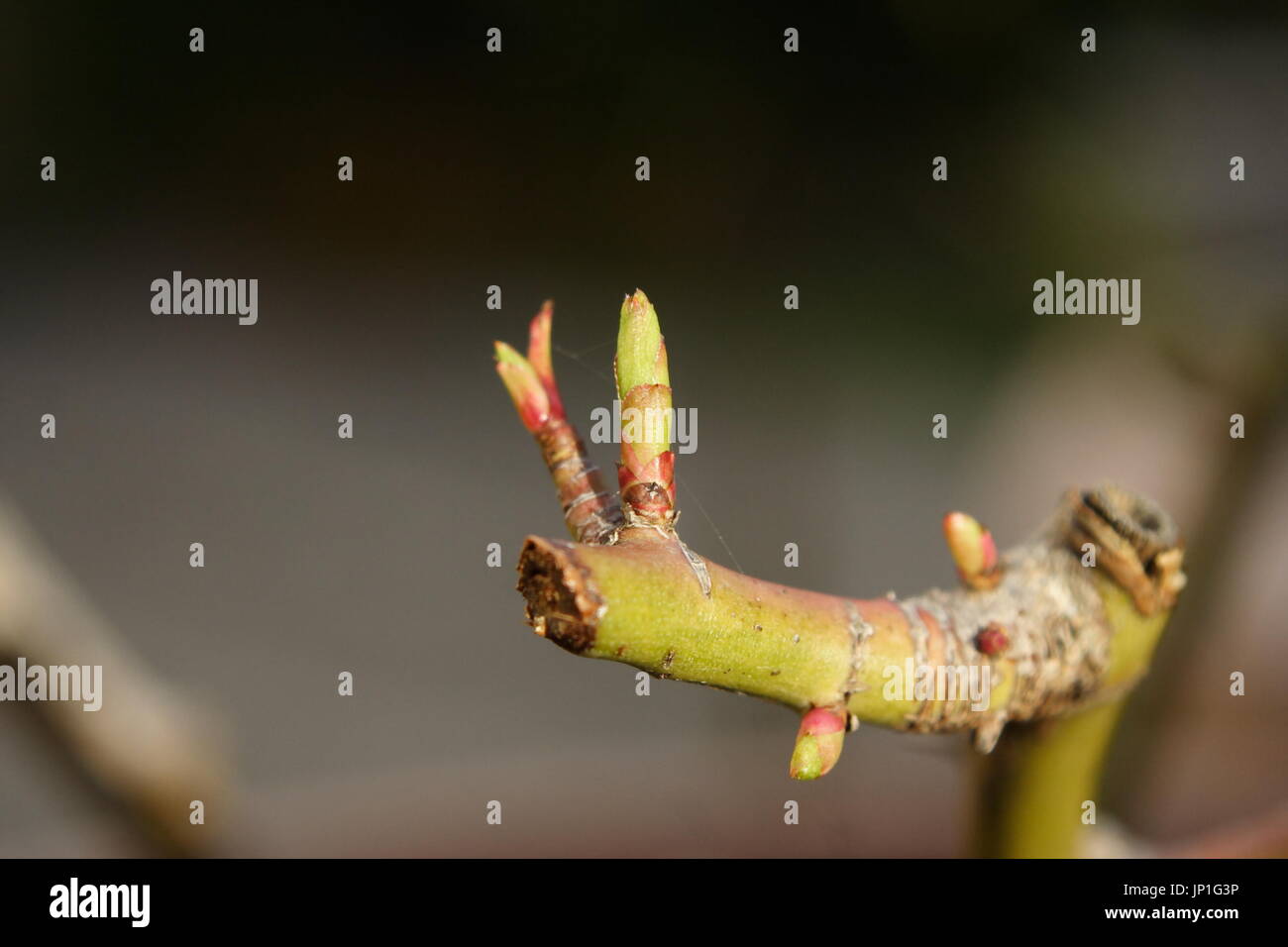 Nuovi germogli su una potatura di piante di rose Foto Stock