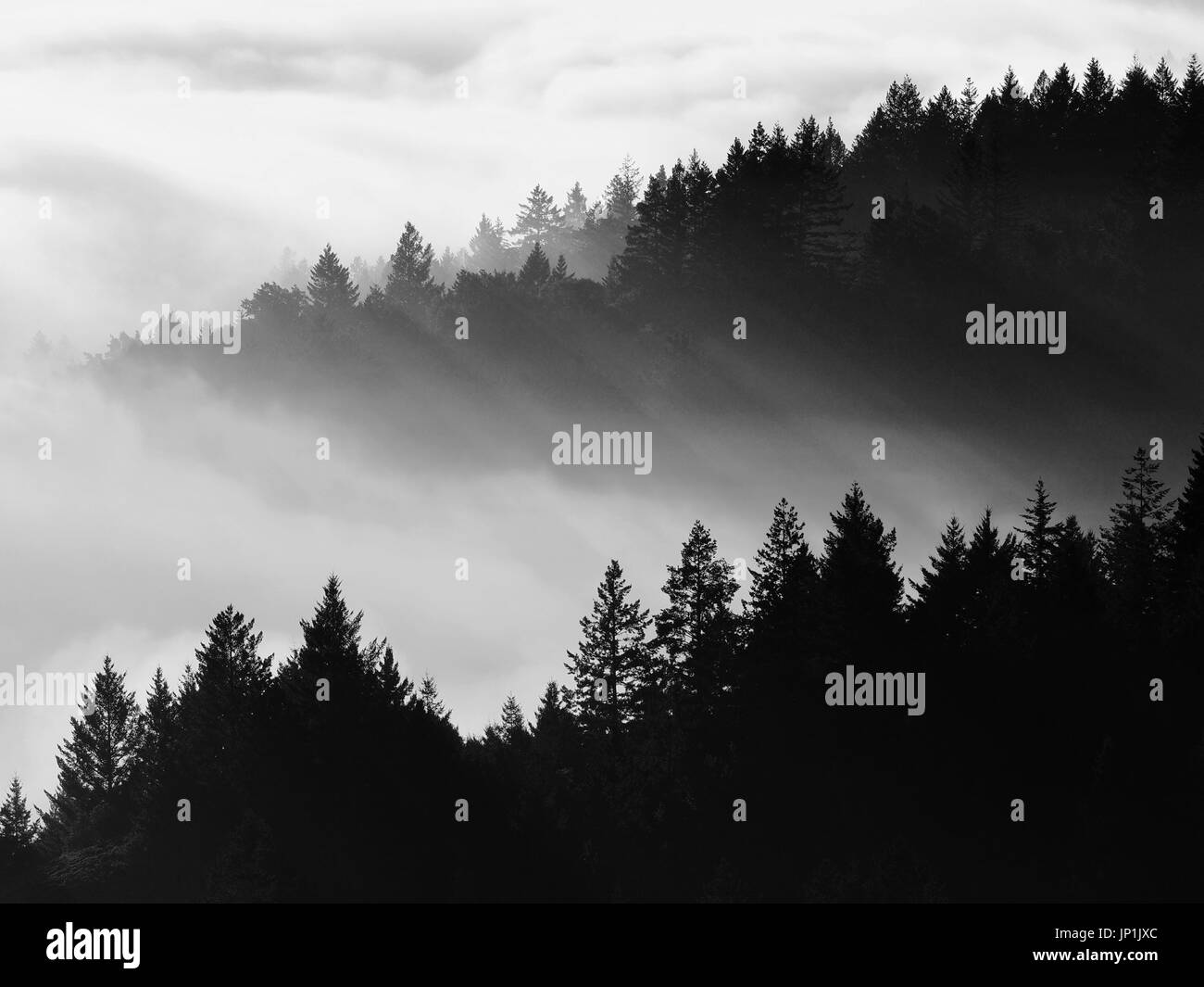 Ombre spettacolari attraverso la nebbia espressi da alberi di pino colpito dalla luce del sole, in bianco e nero Foto Stock