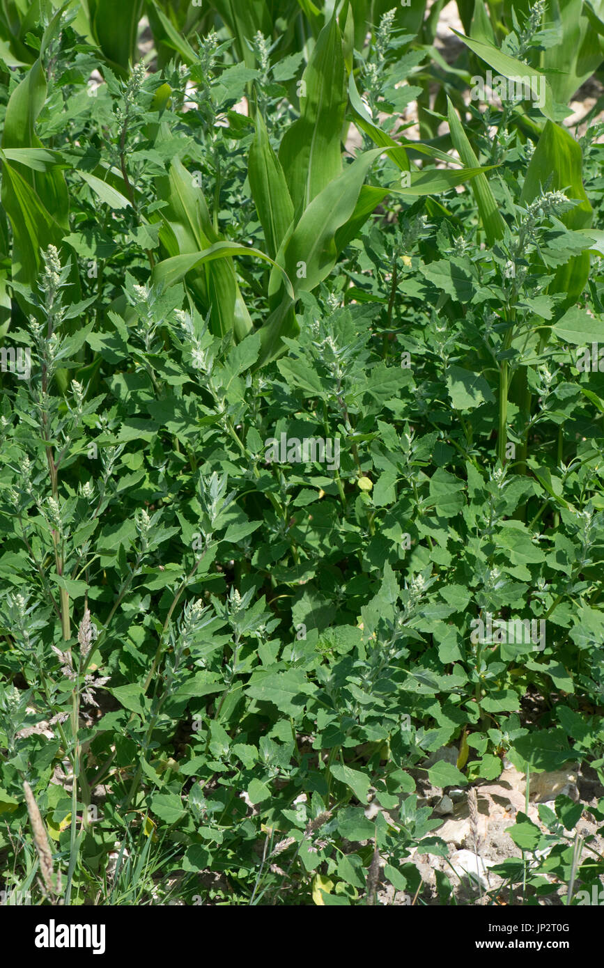 Fat-gallina o agnello, quarti, Chenopodium album, fioritura di alghe in una coltivazione di granturco raccolto, Berkshire, Luglio Foto Stock