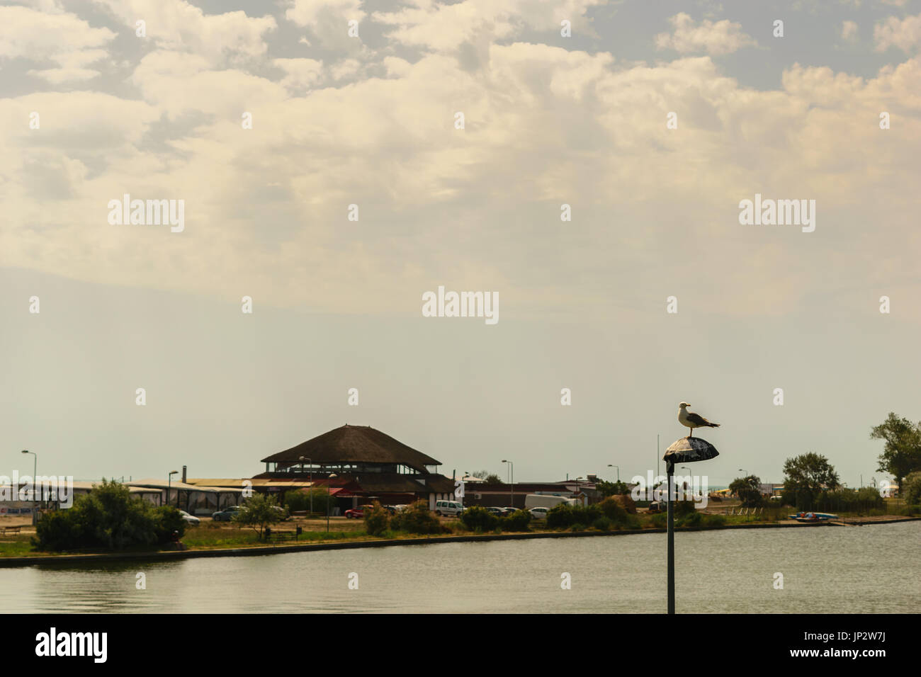 Seagull su un palo della luce con la foresta, edifici e mare sullo sfondo. Foto Stock