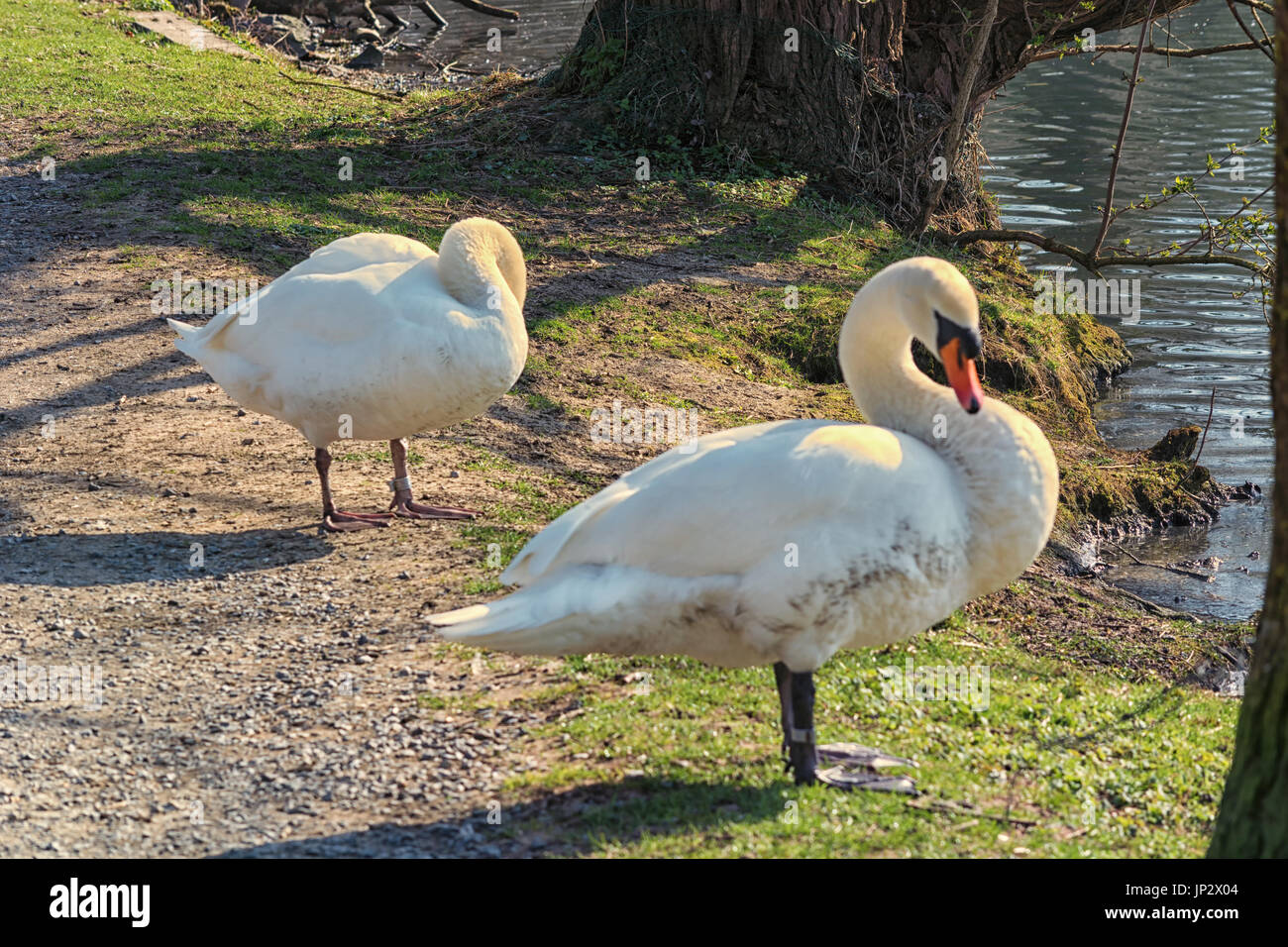 Cigni in un prato in riva ad un lago Foto Stock