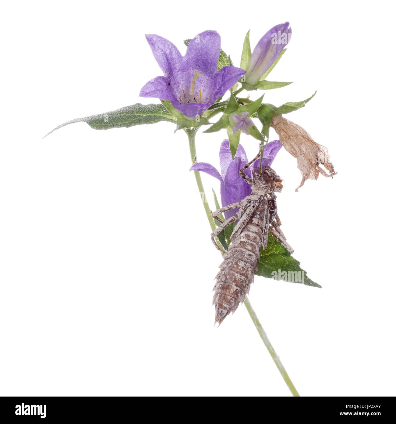 Dragonfly esoscheletro al fiore campanula. Sfondo bianco. La metamorfosi. Foto Stock