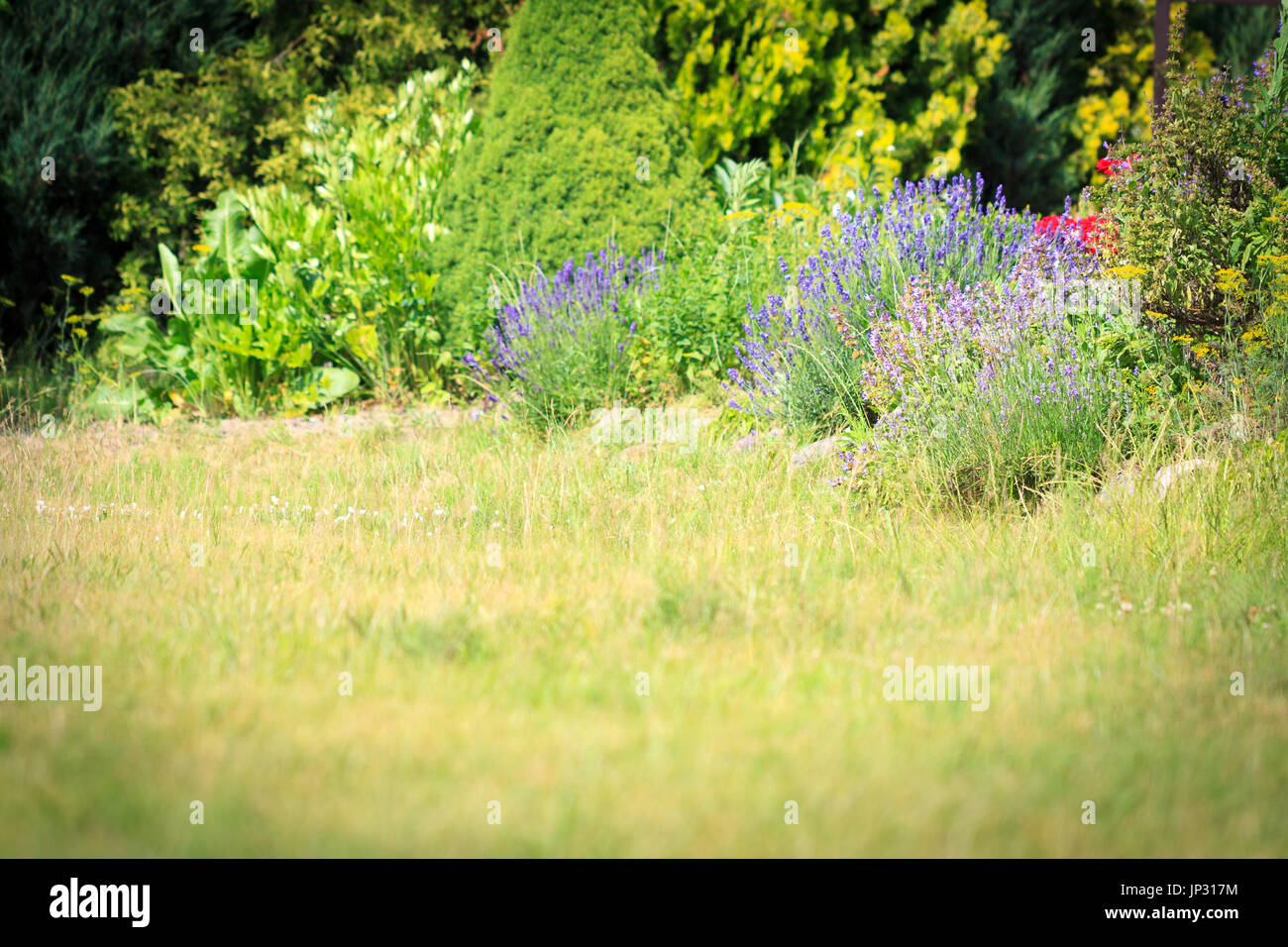 Natura sfondo giardino con fiori di lavanda. Foto Stock