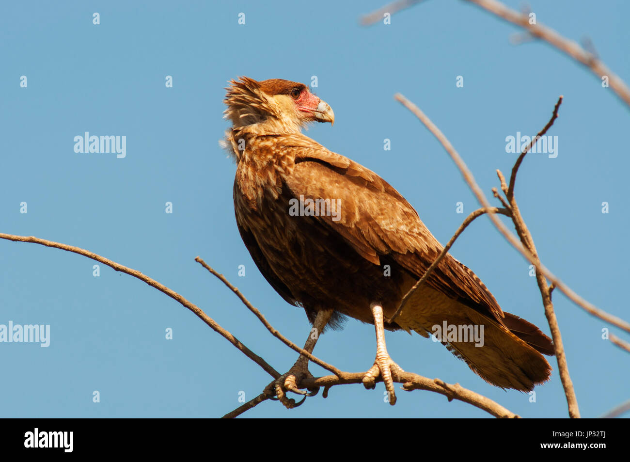 Carcará, brasiliano rapace a Pantanal del Mato Grosso, Brasile Foto Stock