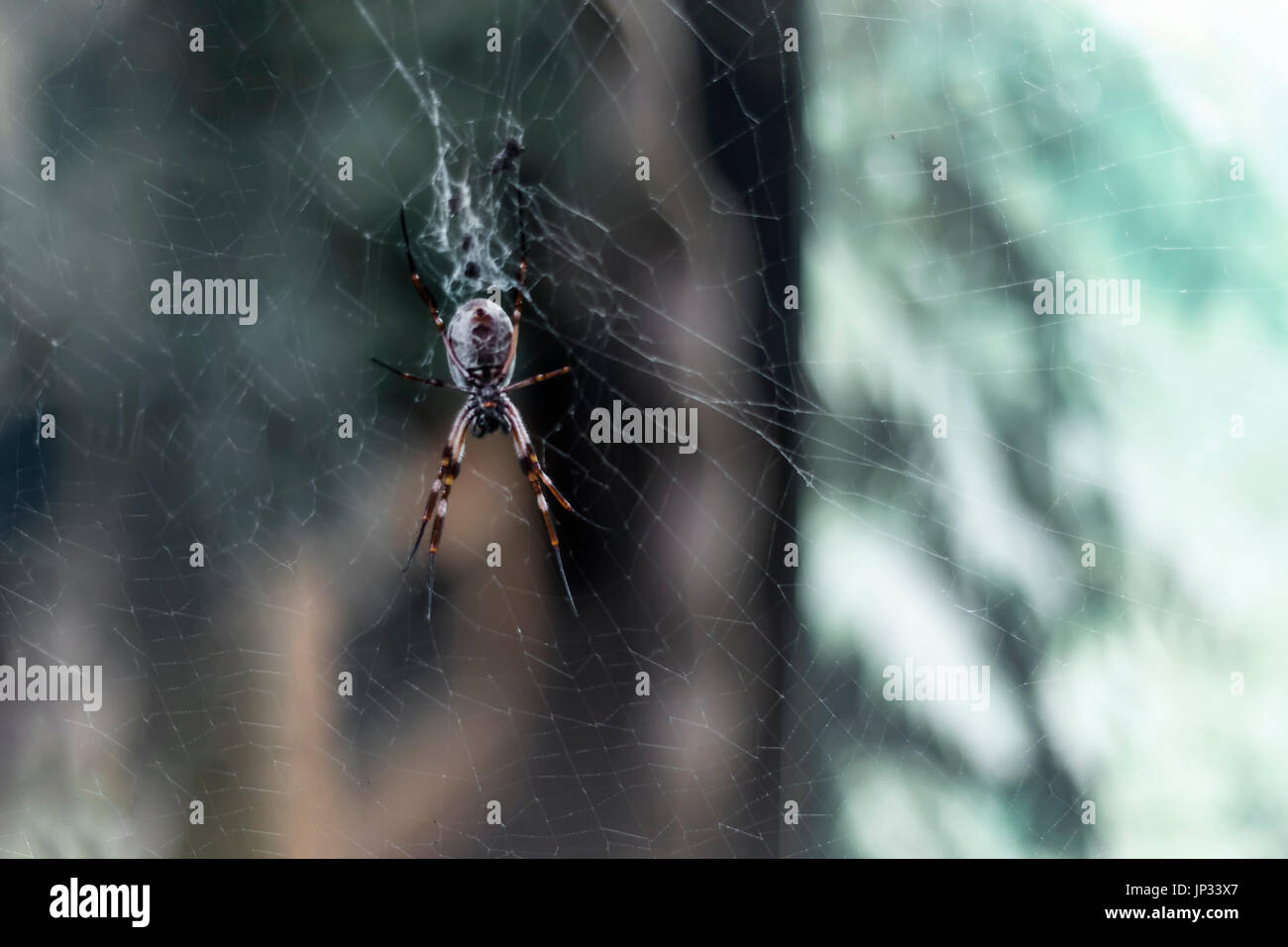 Marrone ragno velenoso con gambe lunghe consegna sul web Foto Stock