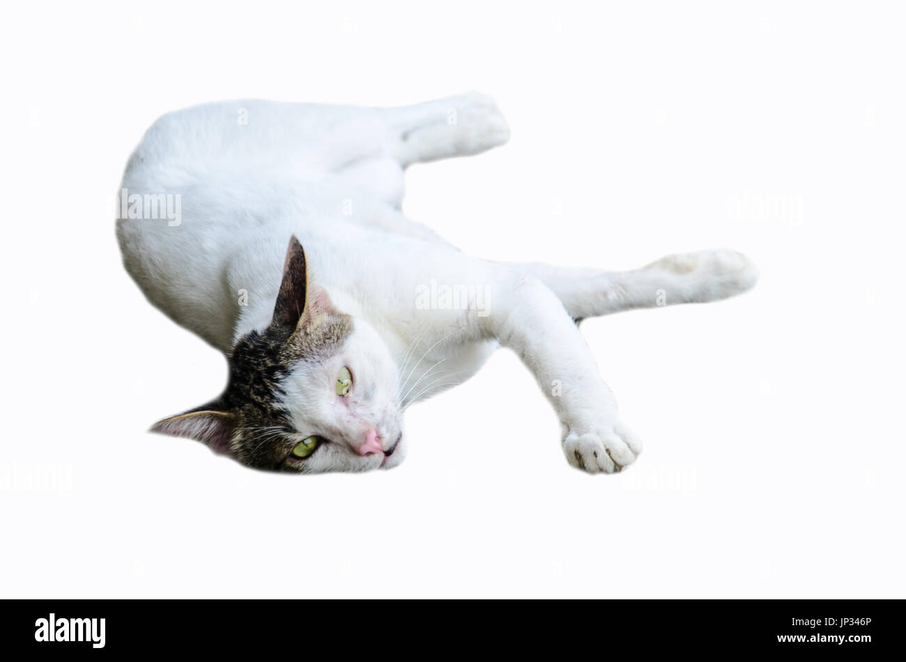 Homless gatto bianco su sfondo bianco Foto Stock