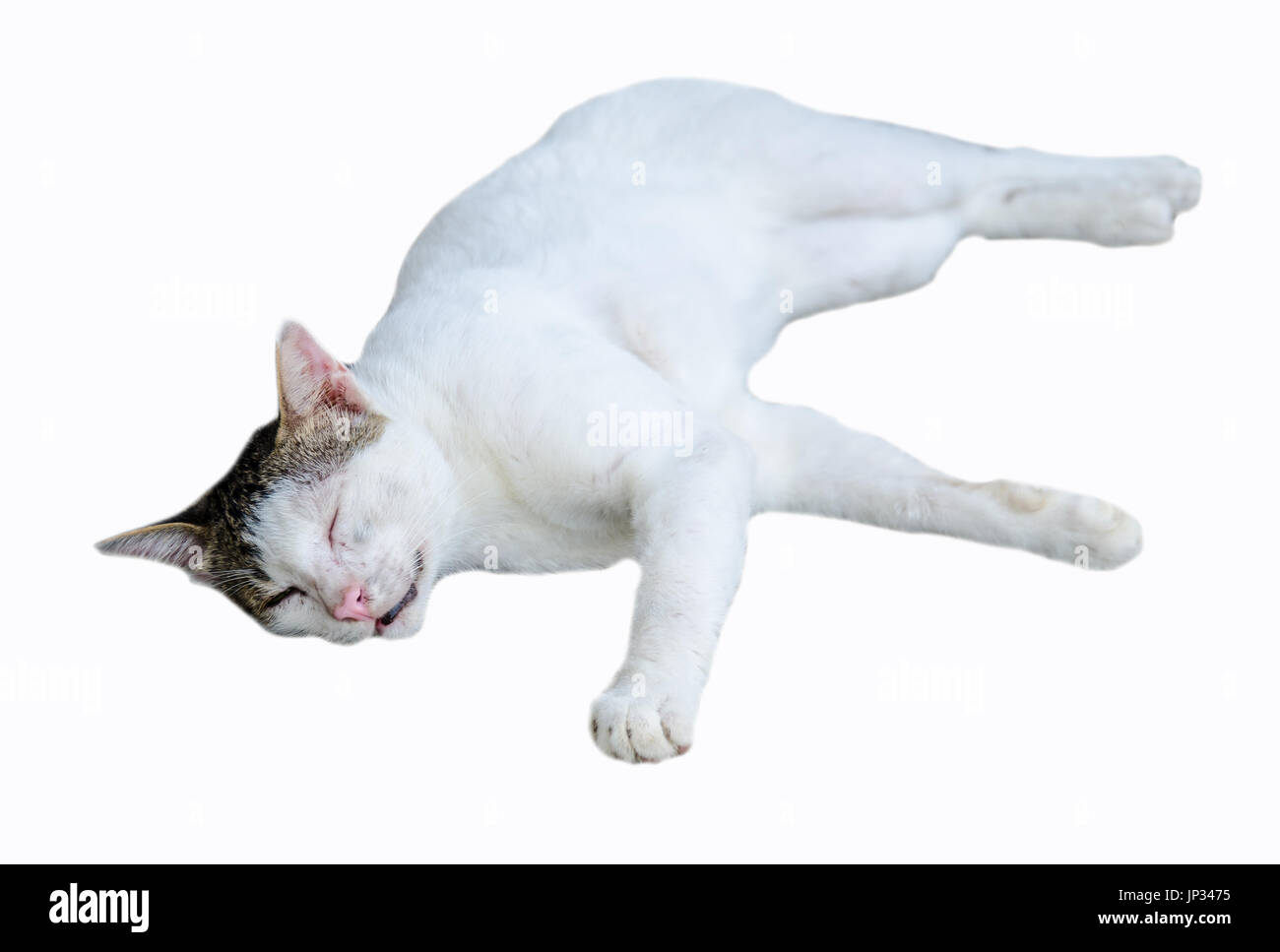 Homless gatto bianco su sfondo bianco Foto Stock