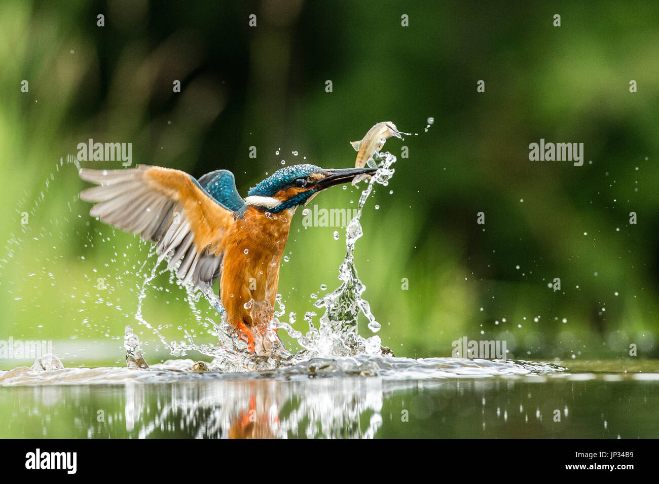 Kingfisher emergenti dall'acqua con il suo pasto... Foto Stock