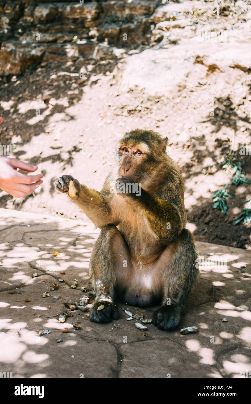 Barberia scimmia macaco seduto e ricezione di arachidi da un turista in Marocco. Foto Stock
