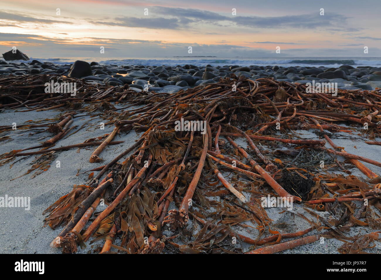 Utakleiv beach-NWwards vista dell'oceano aperto su Indreholmen isolotto. Lunga holdfasts di big red alghe kelp-laminaria hyperborea sulla sabbia al di sopra di t Foto Stock