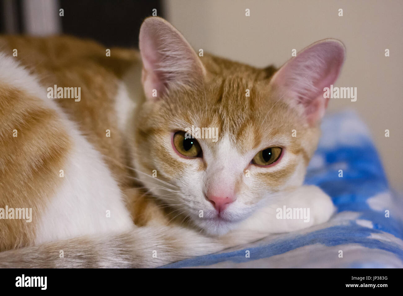 Tabby cat rilassante sul letto Foto Stock