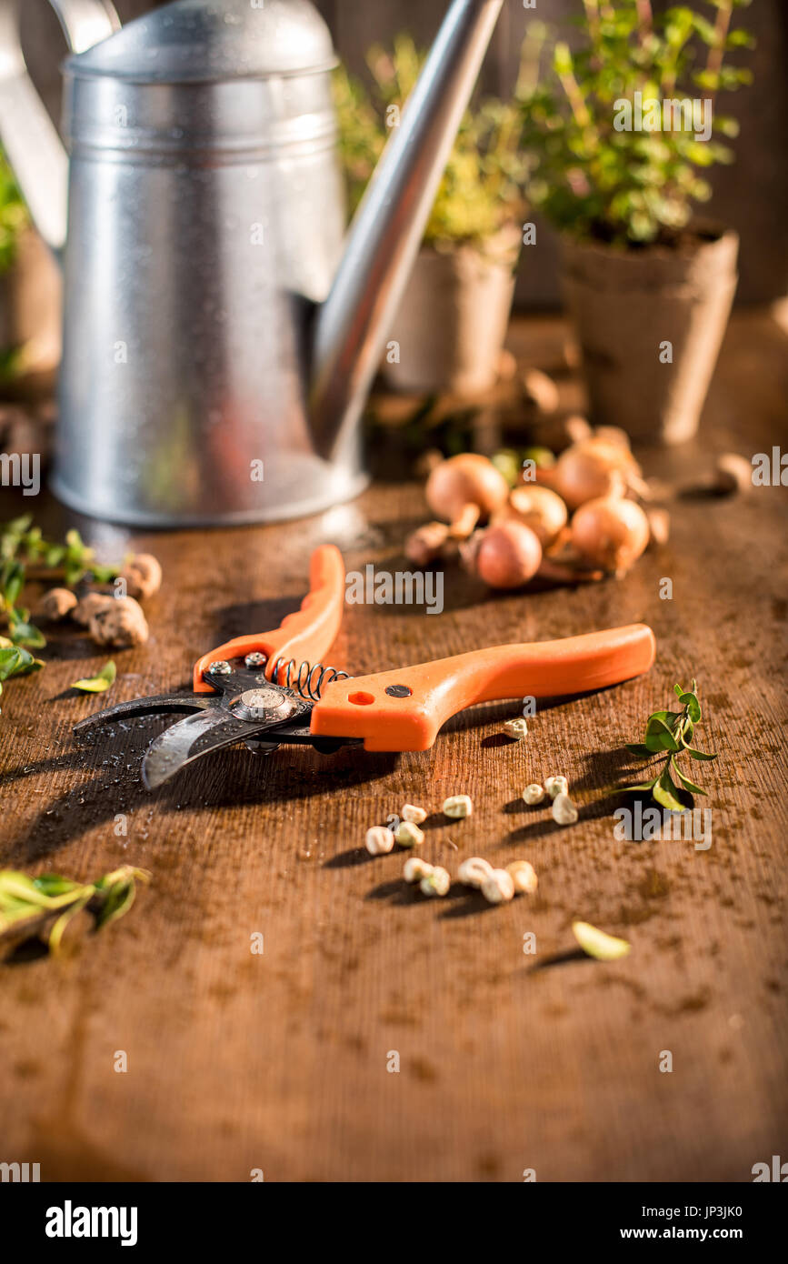 Giardino potatore con annaffiatoio e diverse erbe dietro il tavolo di legno, giardino concetto di scena Foto Stock