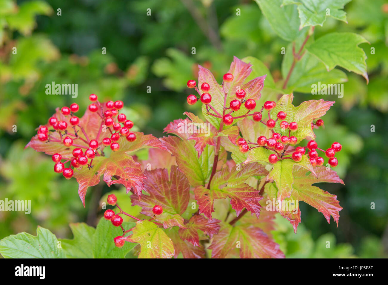 Bacche rosse d'autunno di Guelder Rose / Viburnum opulus - un albero con affinità per gli habitat acquosi che portano frutta commestibile (quando cotto). Bacche selvatiche del Regno Unito Foto Stock