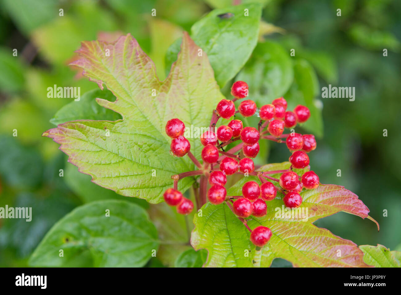 Bacche rosse d'autunno di Guelder Rose / Viburnum opulus - un albero con affinità per gli habitat acquosi che portano frutta commestibile (quando cotto). Bacche selvatiche del Regno Unito Foto Stock
