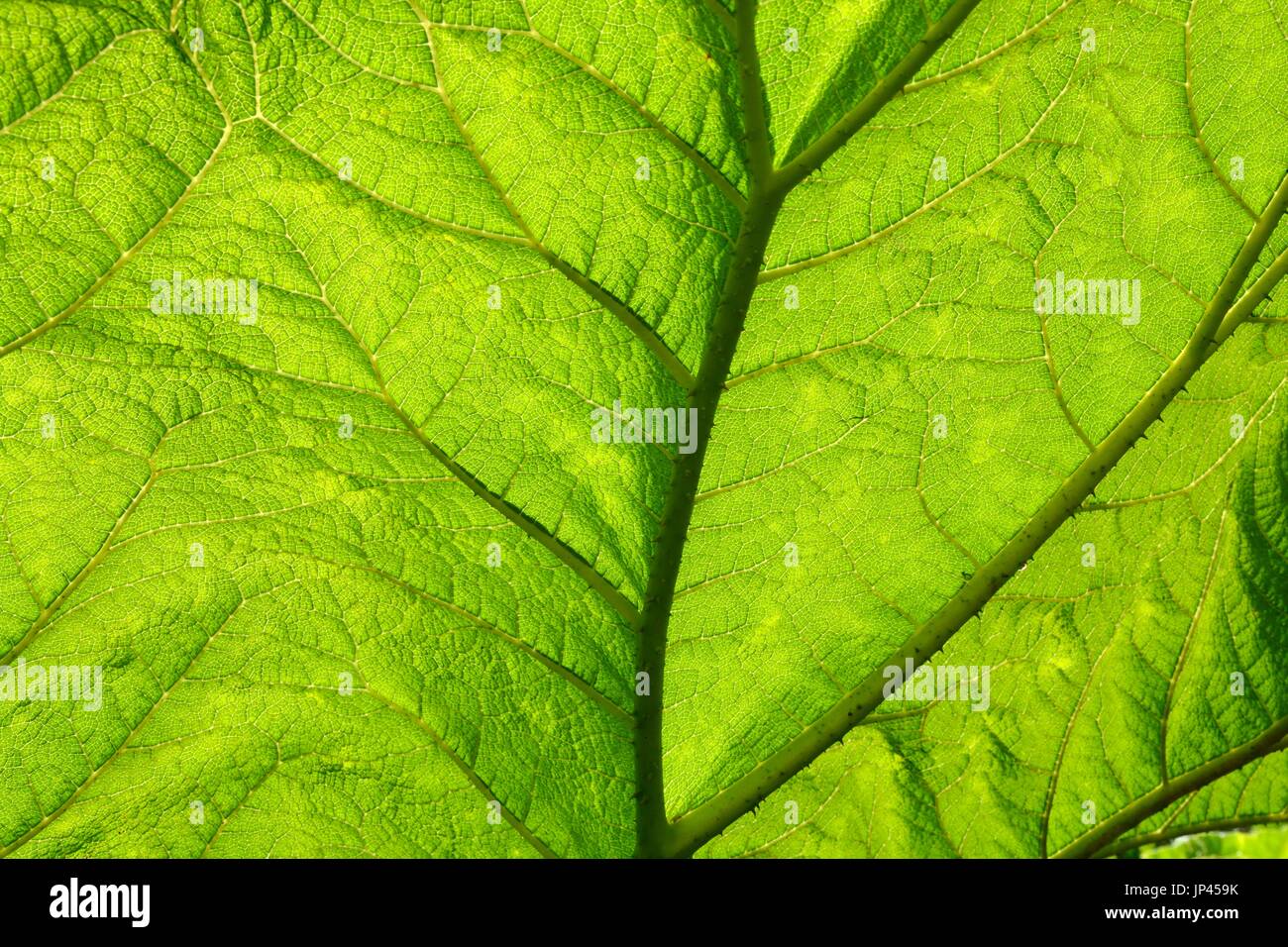 Gunnera manicata lasciare close up back lit Foto Stock