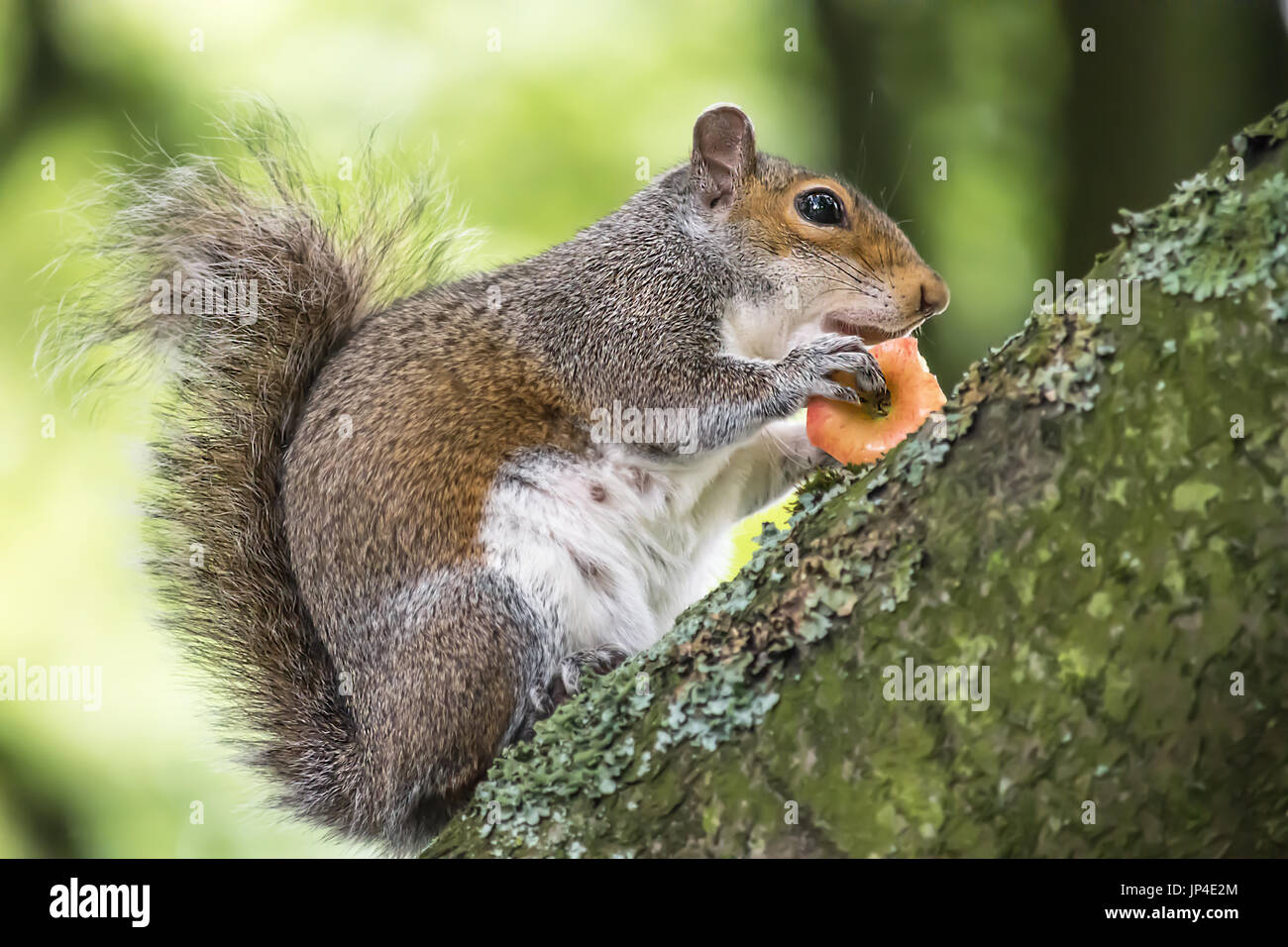 Lo scoiattolo seduto su un albero di mangiare un nucleo di Apple Foto Stock