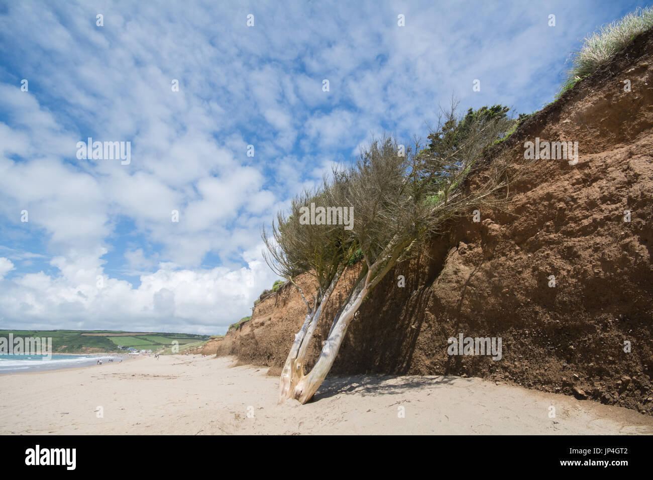 Albero che ha slittato sulla spiaggia a causa di erosione costiera in Cornovaglia Foto Stock