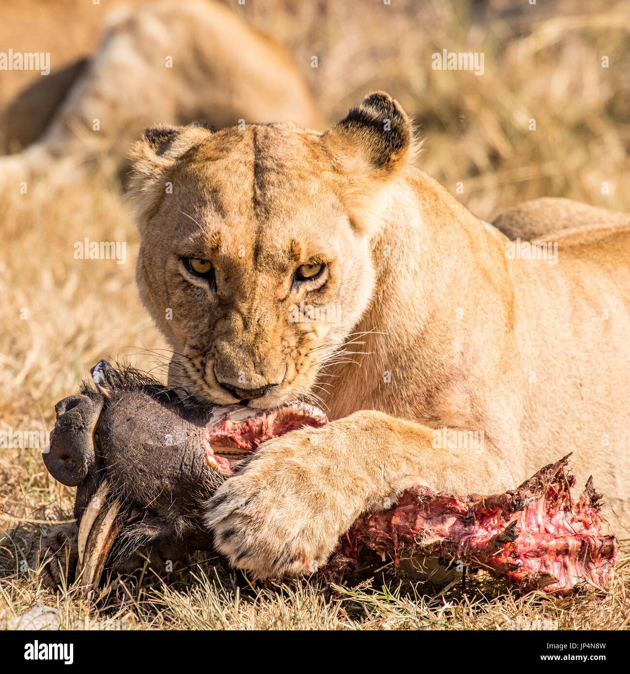 Splendida fauna africana Foto Stock