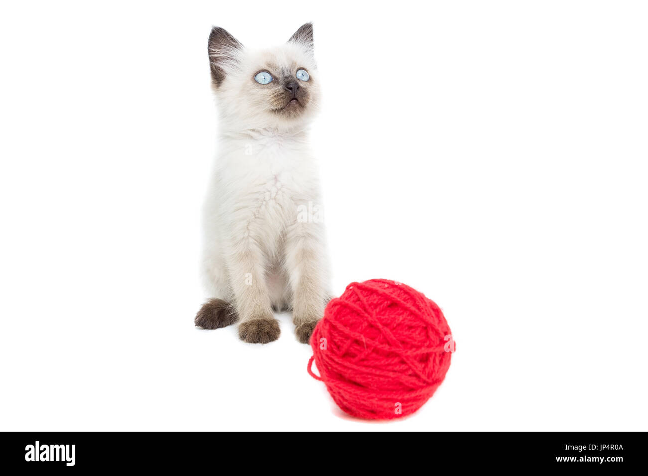 Kitten su sfondo bianco, gattino gioca con la palla, estate, gatto siamese gatto Foto Stock