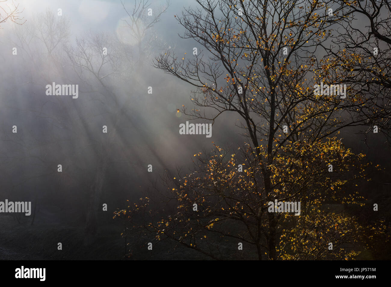 Un albero in primavera ha colpito da alcuni forti raggi del sole, con alcuni altri alberi nascosto nella nebbia Foto Stock