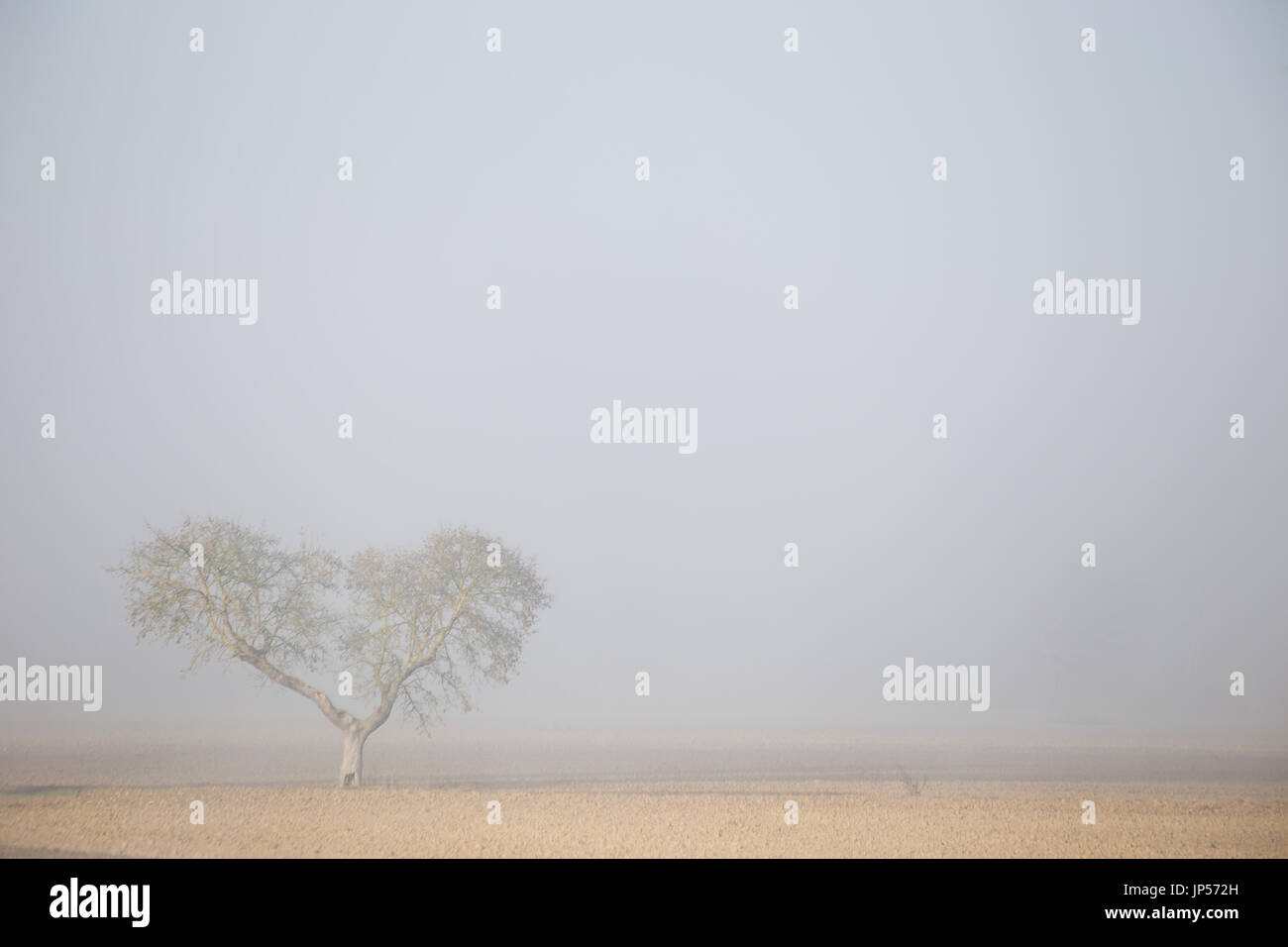 Un albero in mezzo alla nebbia con nulla intorno ad esso Foto Stock