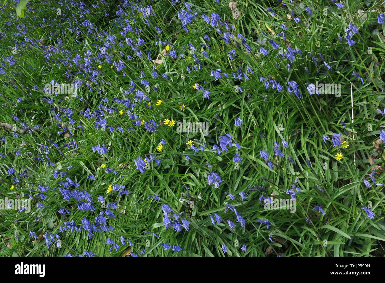 Blue Bell moquette Foto Stock