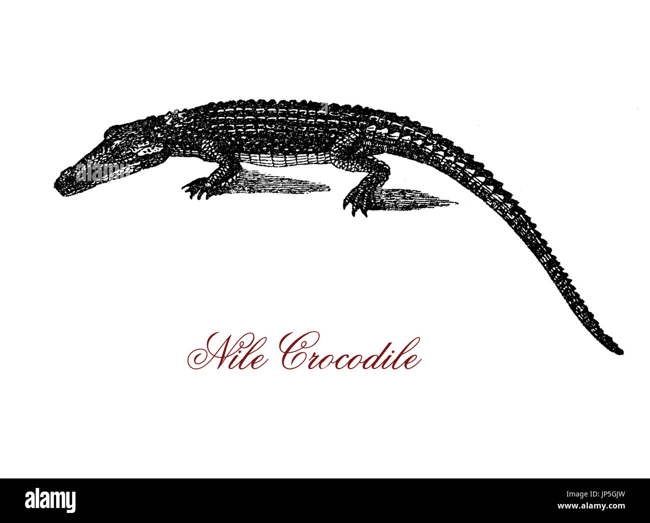 Ritratto di incisione del coccodrillo del Nilo, il più grande predatore di acqua dolce di Africa, molto aggressivo e sociale di una gerarchia determinata dalla dimensione. Foto Stock