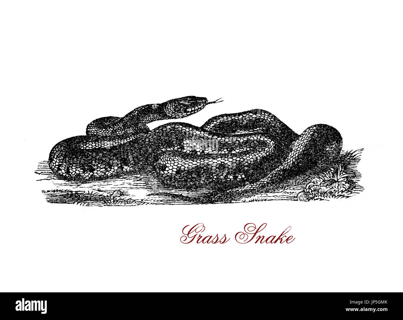 Vintage ritratto della biscia, Eurasian non-serpente velenoso: vive in prossimità di acqua e mangia solo anfibi Foto Stock