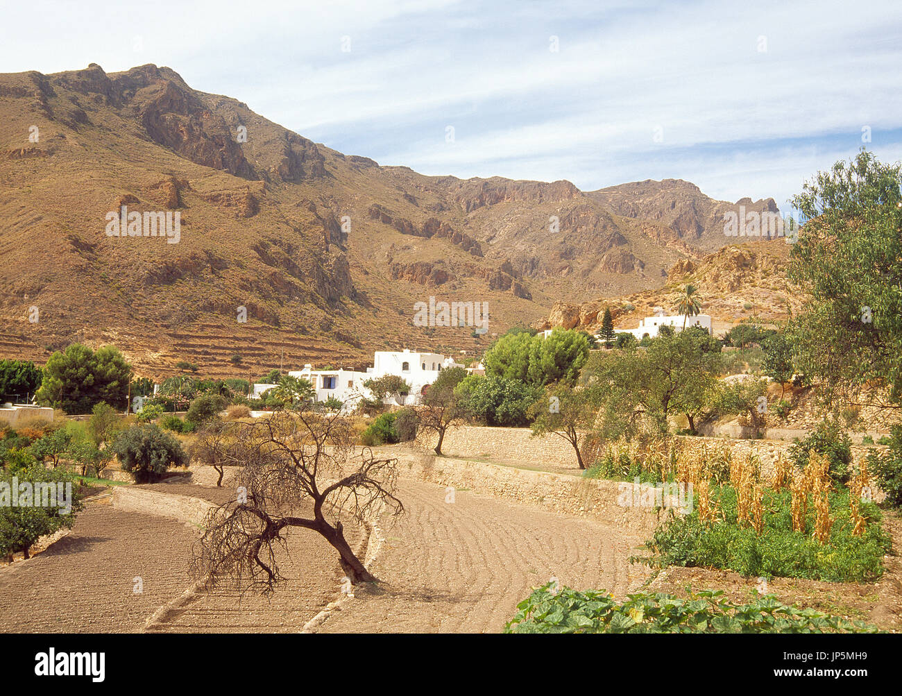 Campo di coltivazione. A Nijar, provincia di Almeria, Andalusia. Foto Stock