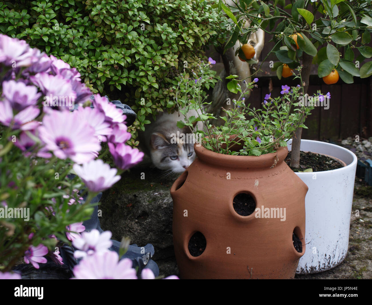 Bella colorpoint gatto Ragdoll nascosti nel giardino inglese Foto Stock