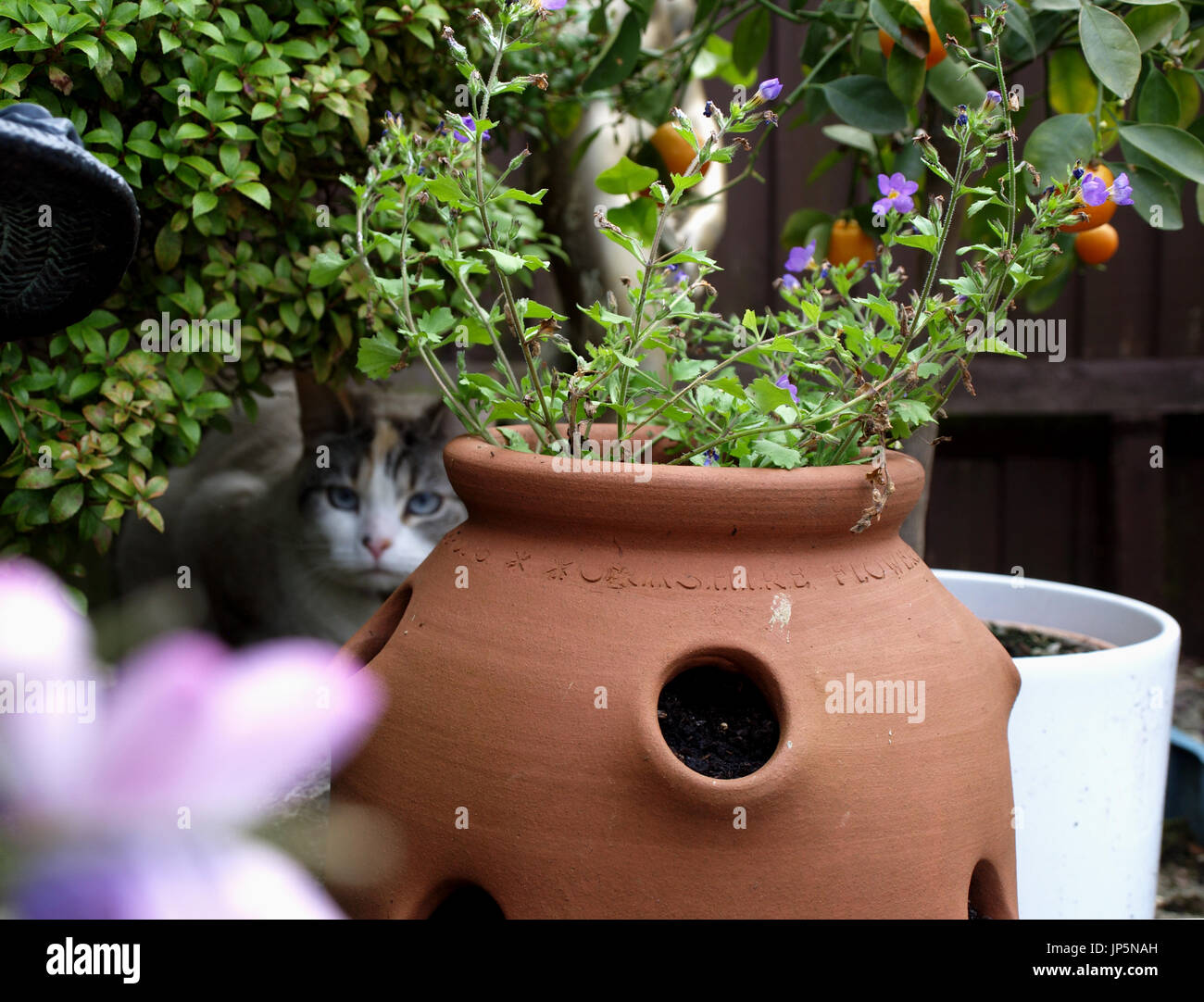 Bella colorpoint gatto Ragdoll nascosti nel giardino inglese Foto Stock
