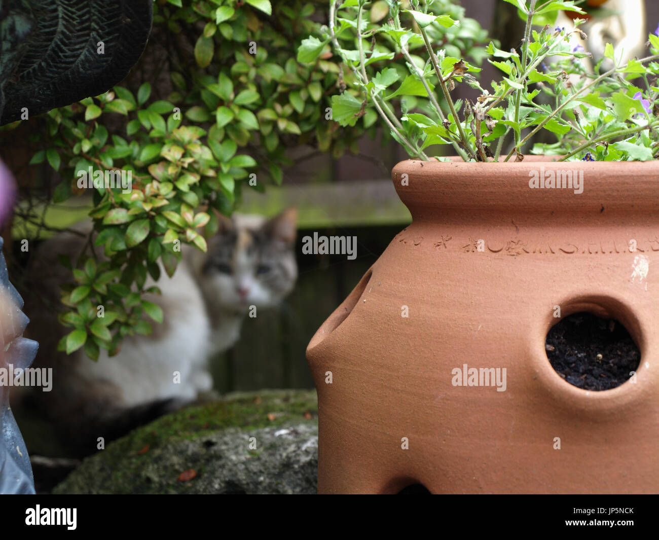 Bella colorpoint gatto Ragdoll nascosti nel giardino inglese Foto Stock