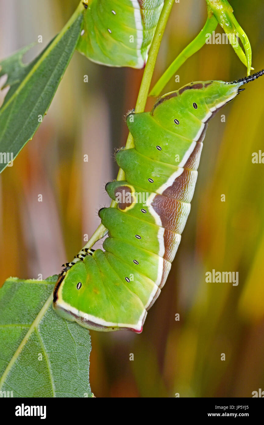 Puss Moth caterpillar (Cerura vinula) Foto Stock