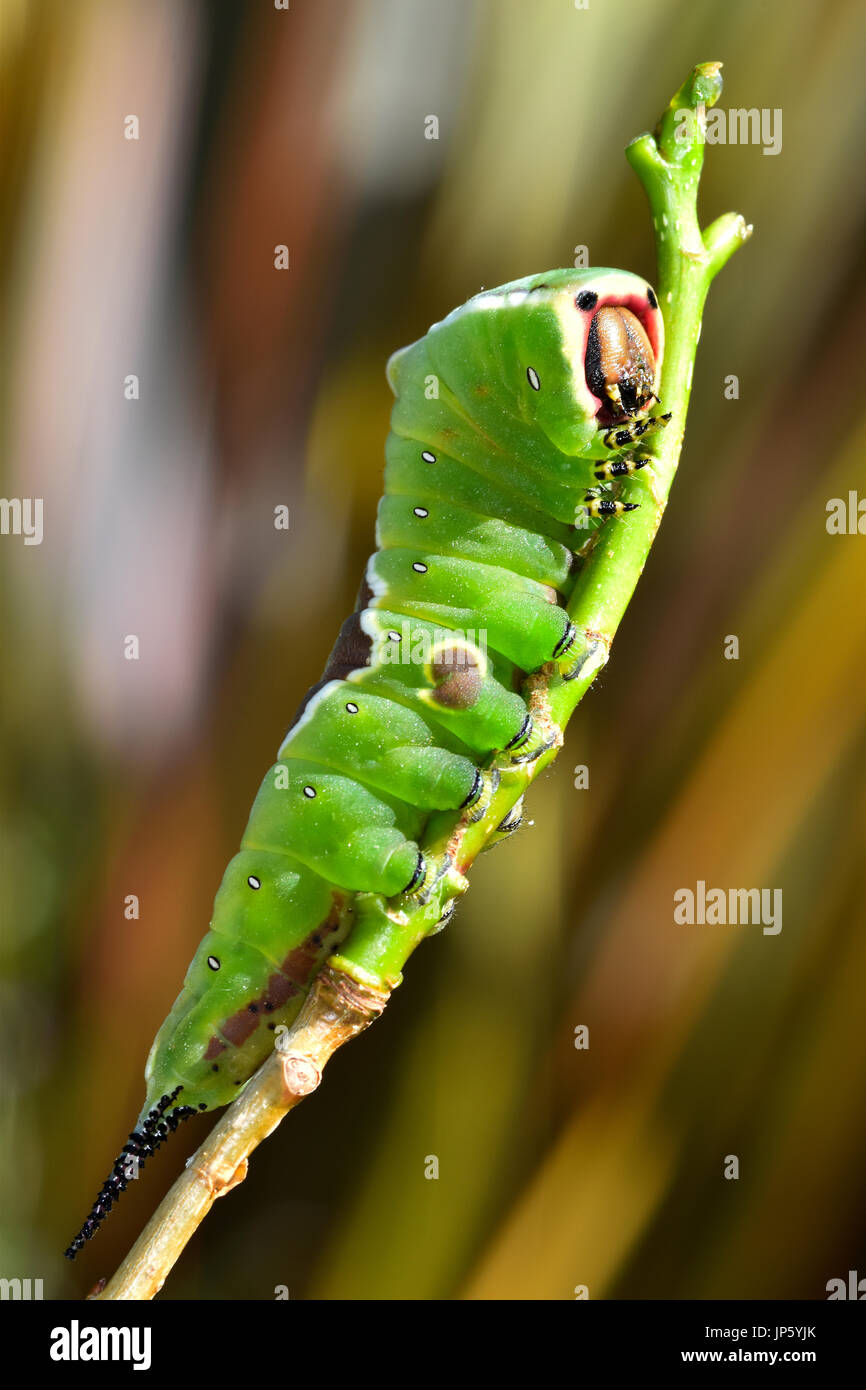 Puss Moth caterpillar (Cerura vinula) Foto Stock
