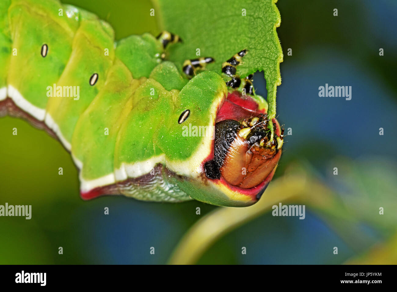 Puss Moth caterpillar a mangiare una foglia di pioppo (Cerura vinula) Foto Stock